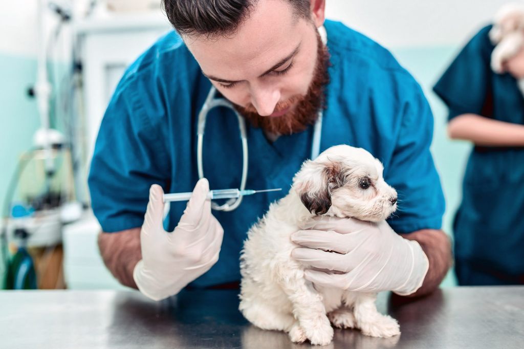 a puppy receiving its vaccination shots