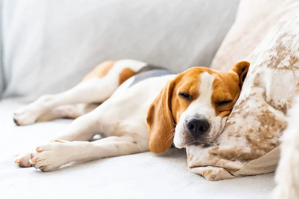 a puppy sleeping after being given tylenol pm