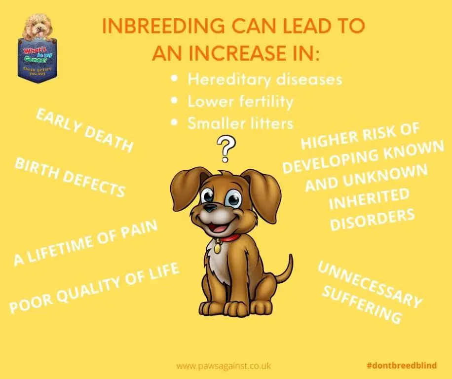 a puppy with a genetic disorder due to inbreeding