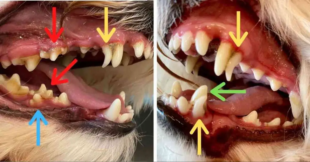 a puppy with an underbite caused by retained baby teeth