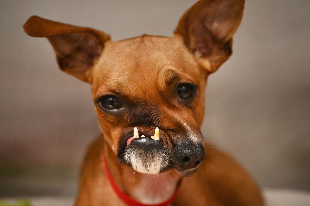 a puppy with facial deformities