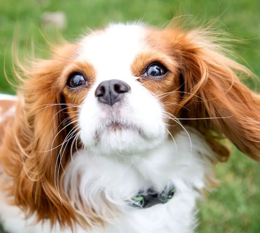 a puppy with long whiskers