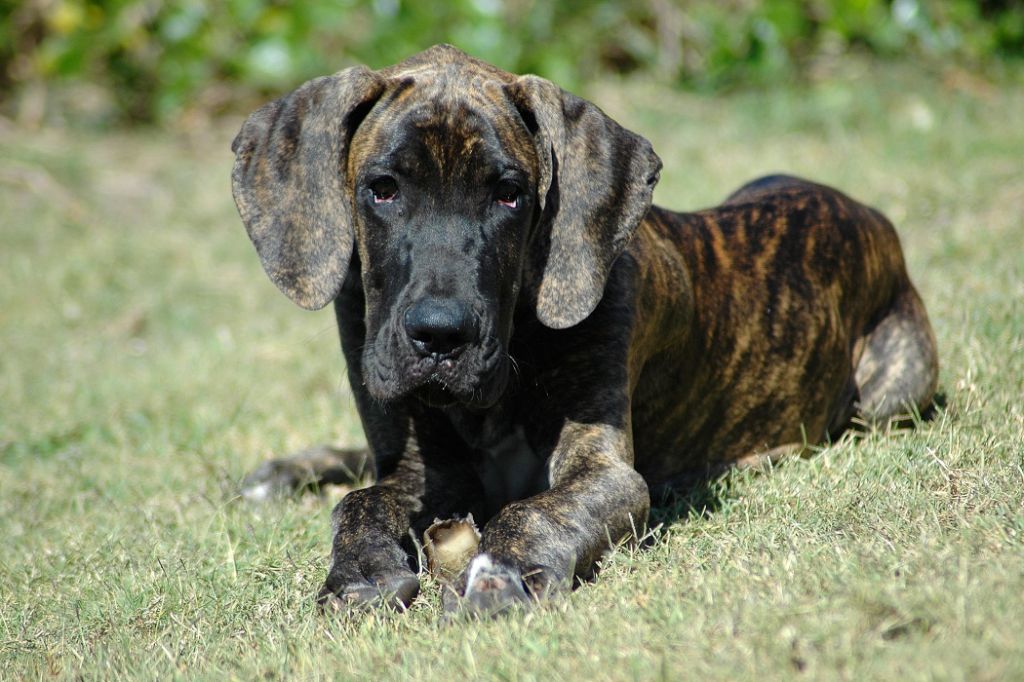 a puppy with muscle loss from poor diet