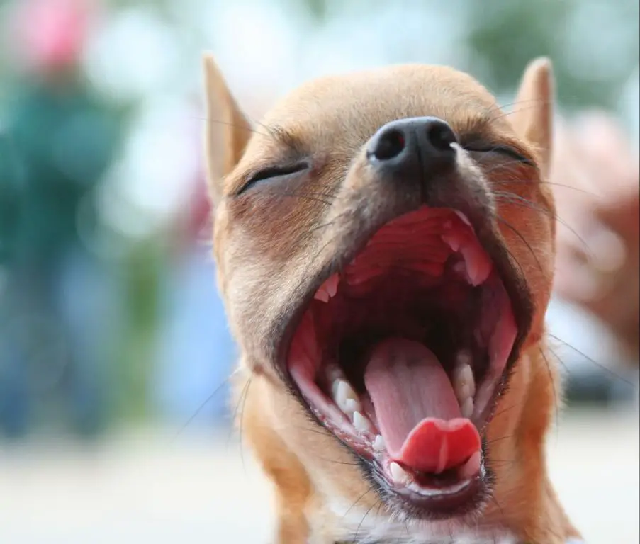 a puppy yawning to show its teeth