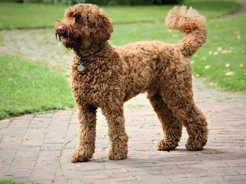 a purebred poodle standing with an outcrossed poodle hybrid