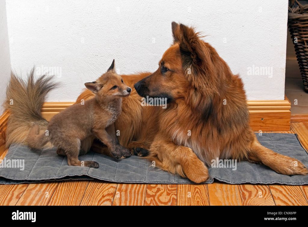 a red fox pup and a dog puppy playing together happily.