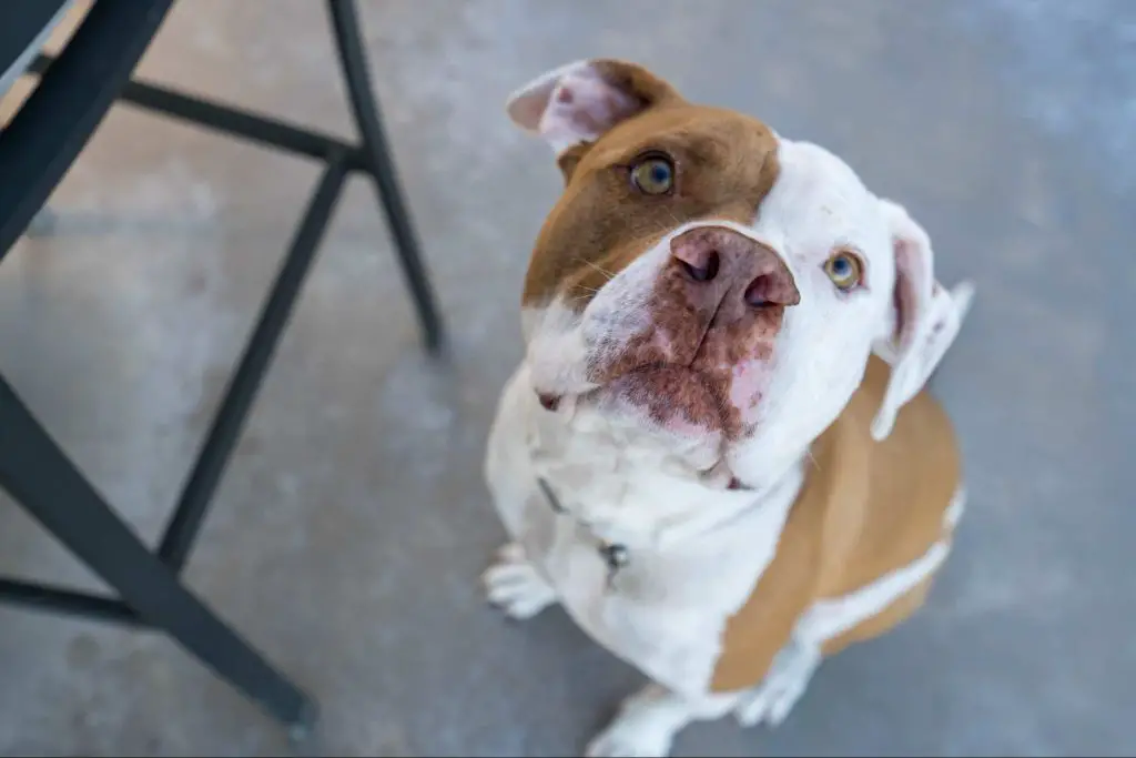 a rescued pit bull terrier resting its head affectionately on a person's lap, portraying that redemption is possible even for dogs previously forced to fight