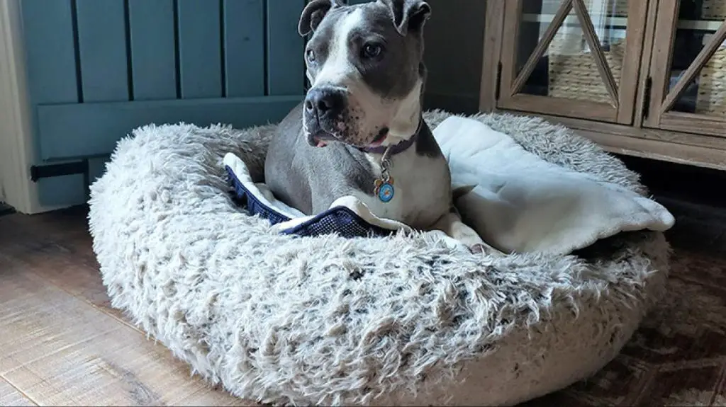 a rescued pitbull relaxing happily in a home