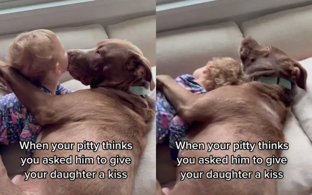 a sad child hugging a battered pit bull