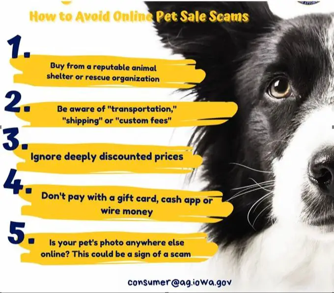 a scam alert sign illustrates the risks of being defrauded when buying dogs online.