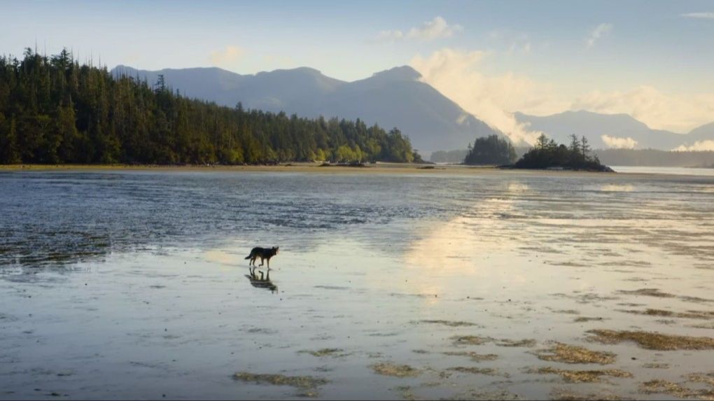 a scene from the film showing the wilderness of vancouver island