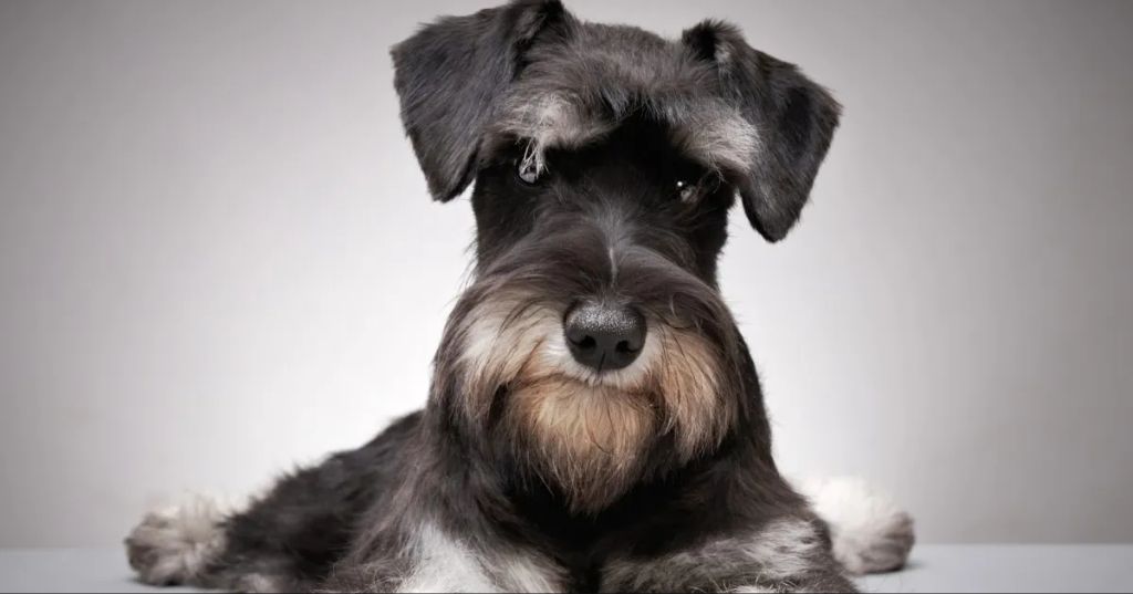 a schnauzer chasing a rat in a stone cellar, showing its original purpose as a ratter.