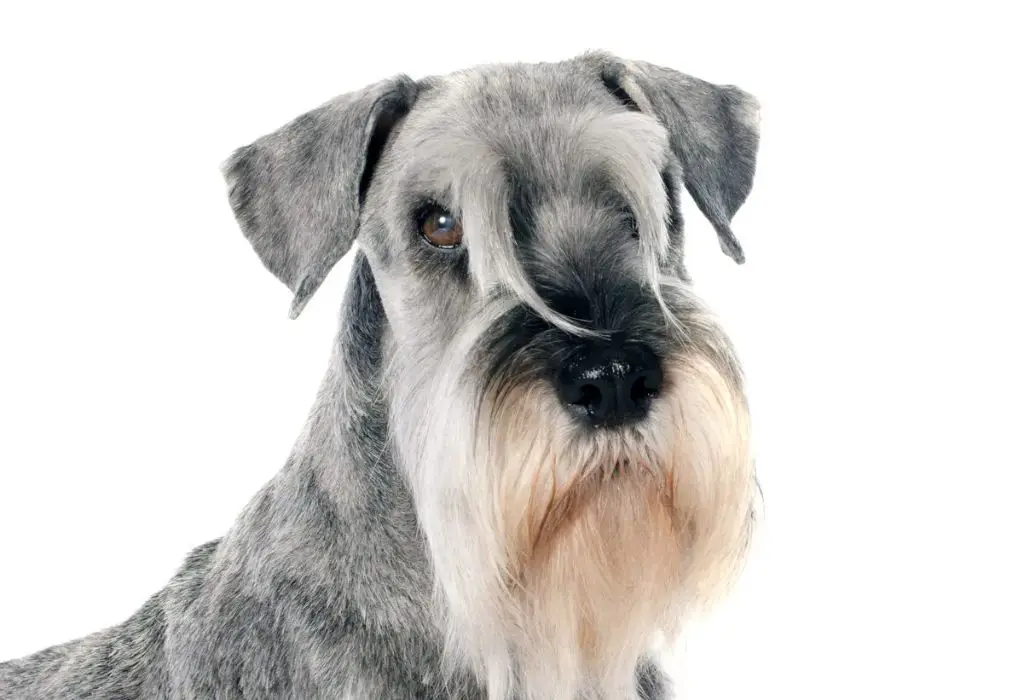 a schnauzer with its signature beard, alert expression, and ears standing erect.