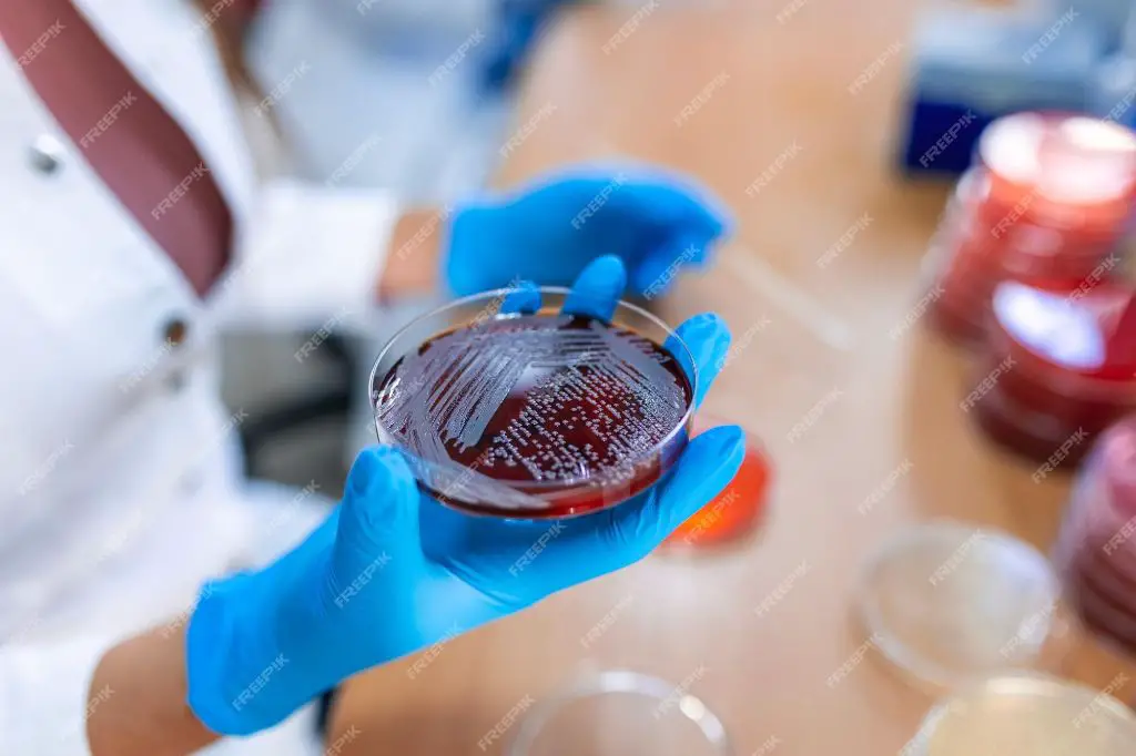 a scientist looking at a petri dish in a lab