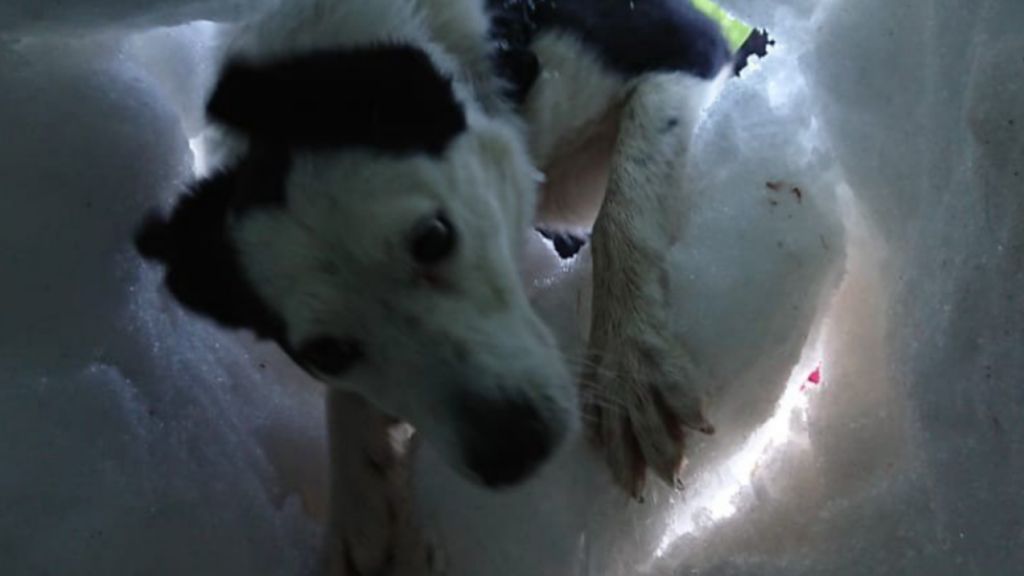 a search and rescue dog finding someone buried in snow