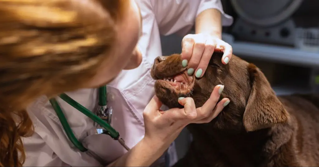 a senior dog having a dental exam