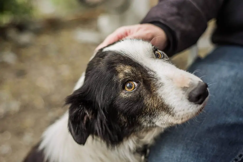 a senior dog reacting fearfully to a loud sound