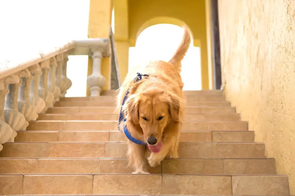 a senior golden retriever slowly walking up a ramp into a boarding kennel suite.