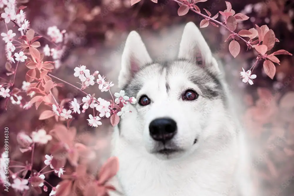 a serene siberian husky puppy lays in a field of flowers, its fluffy white and grey fur complementing the pink blossoms surrounding it.