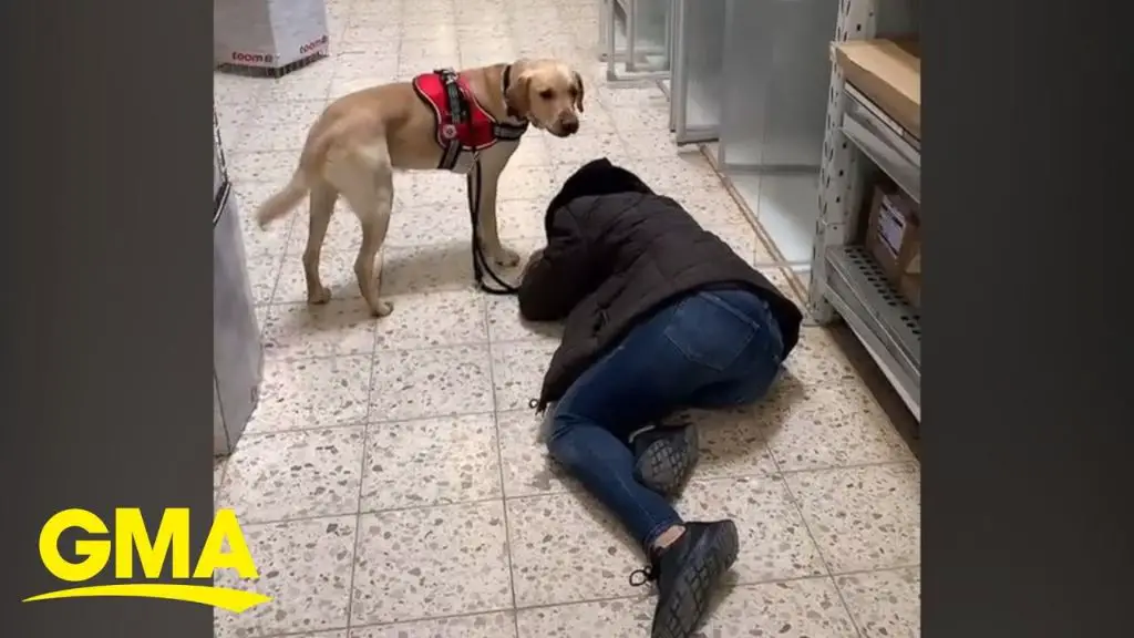 a service dog alerting owner