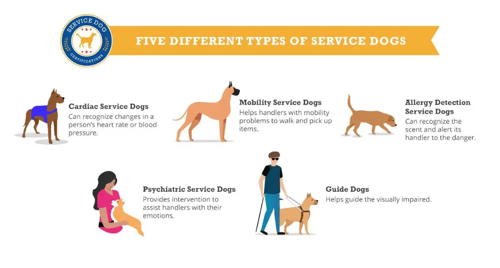 a service dog detecting changes in its owner's health