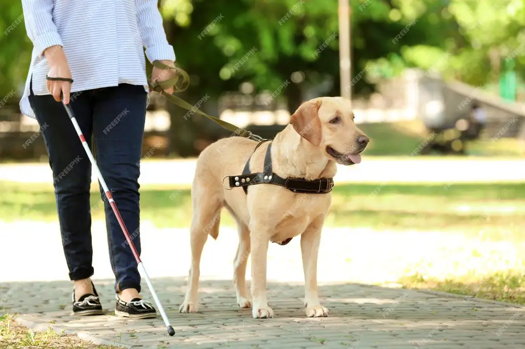 a service dog guiding a blind woman