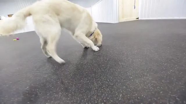 a service dog picking up a dropped credit card from the floor and returning it to its owner in a wheelchair