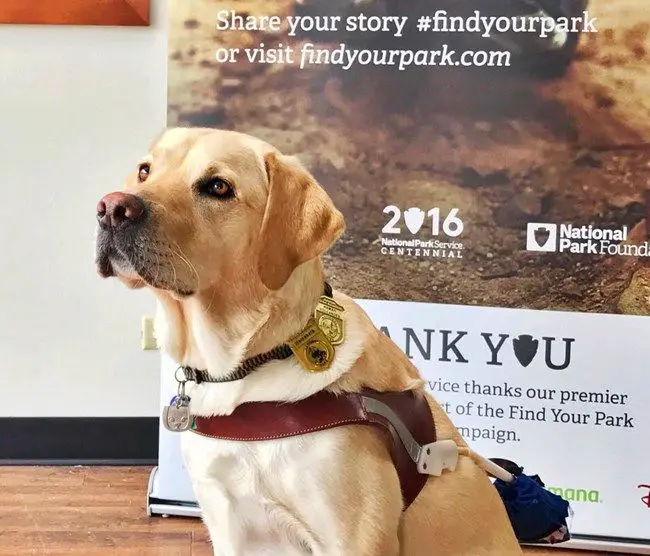 a service dog sitting on a trail in a national park