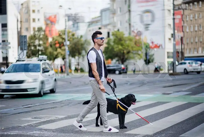 a service dog wearing a vest guides a blind man holding a white cane across a street