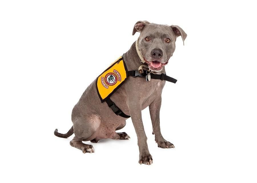 a service dog wearing a vest in a restaurant