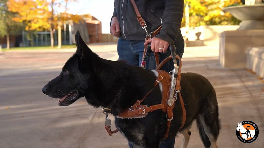 a service dog wearing a vest with rigid padded handles while walking next to their handler.