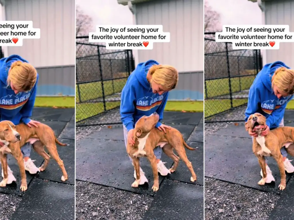 a shelter dog affectionately licking a smiling volunteer, symbolizing animal advocacy