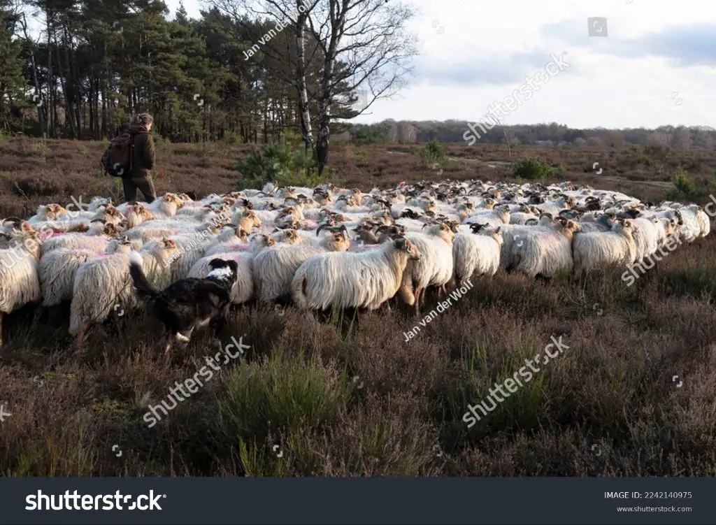 a shetland sheepdog herd a flock of sheep on a scottish mountainside