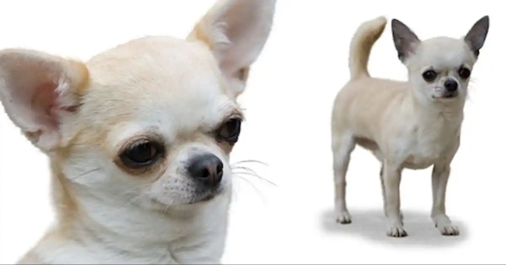 a short-haired chihuahua with a smooth coat