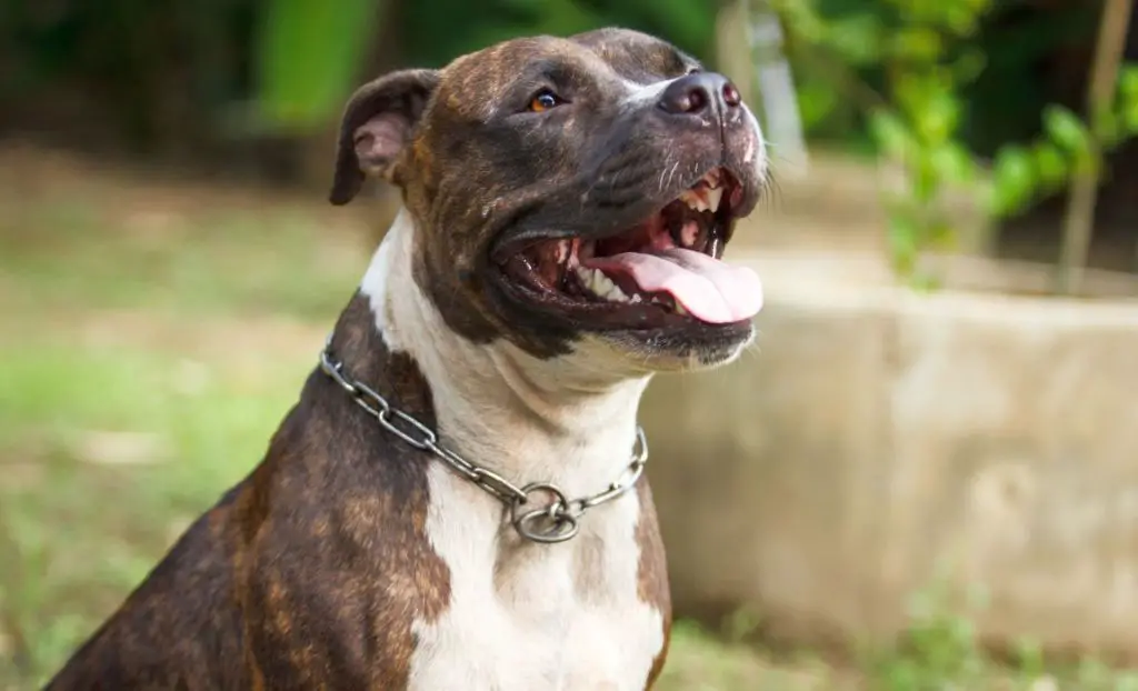 a short-haired dog breed like a pit bull in a crate