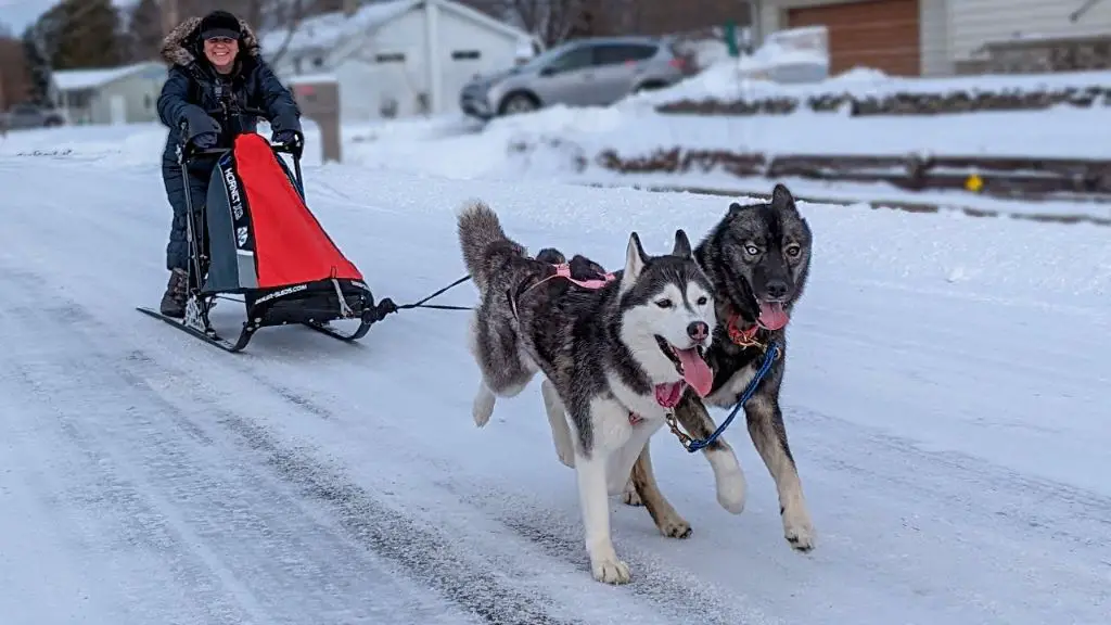 a siberian husky pulling a sled