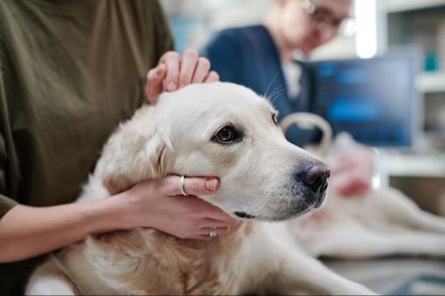 a sick dog being examined by a veterinarian