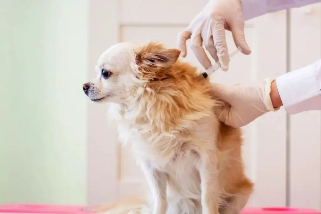 a sick dog receiving a vaccination