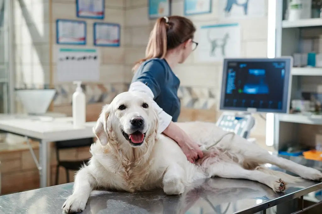 a sick purebred dog at the vet