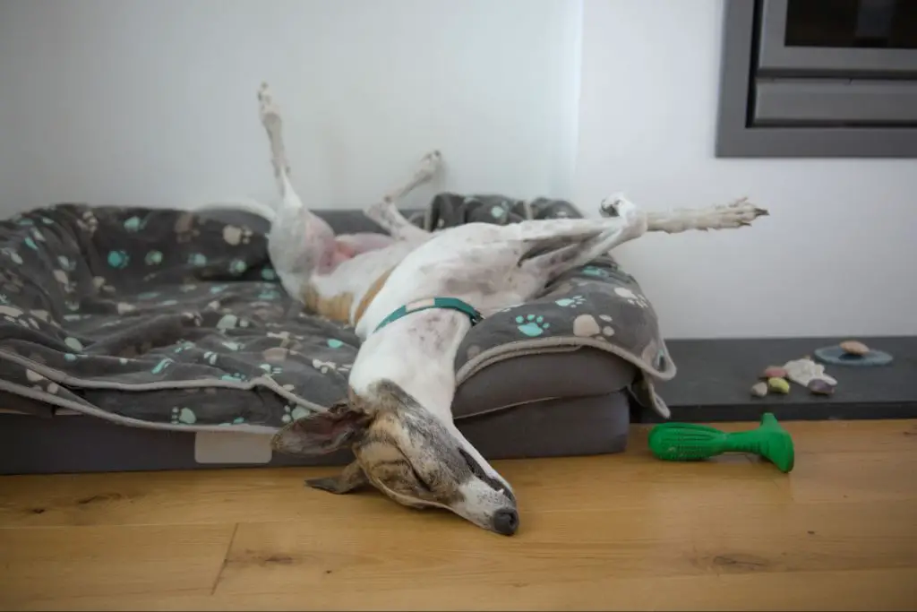 a sighthound napping