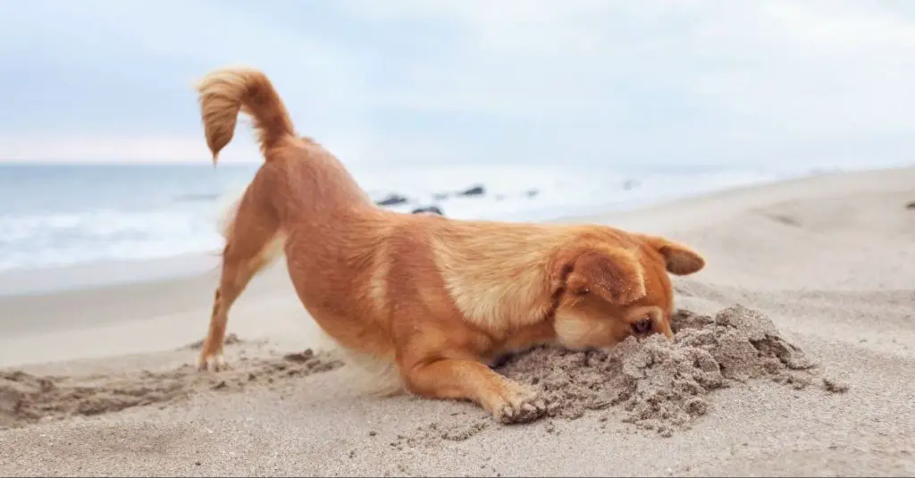 a sign showing rules for dogs at a new jersey beach entrance.