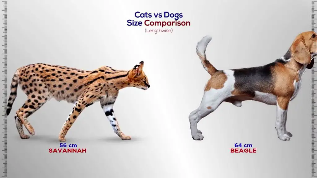 a size comparison of a cat and dog