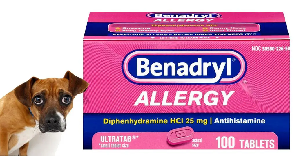 a sleeping dog given benadryl