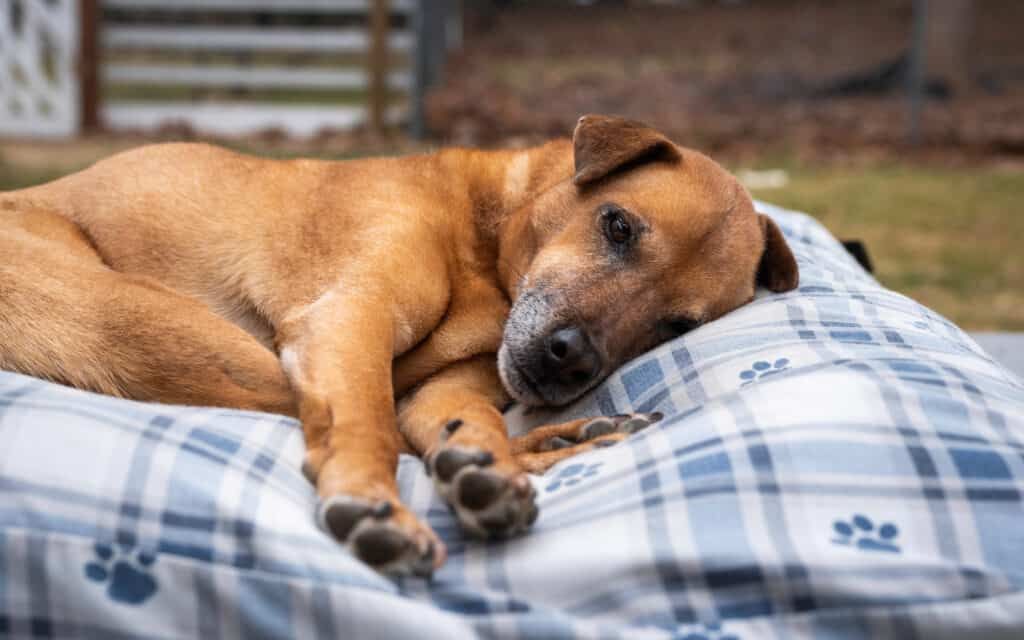 a sleepy, sedated dog after taking trazodone