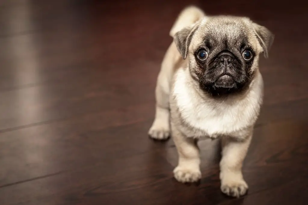 a small dog barking with sound waves depicting its high-pitched bark.