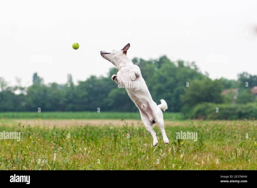 a small dog jumping to catch a ball