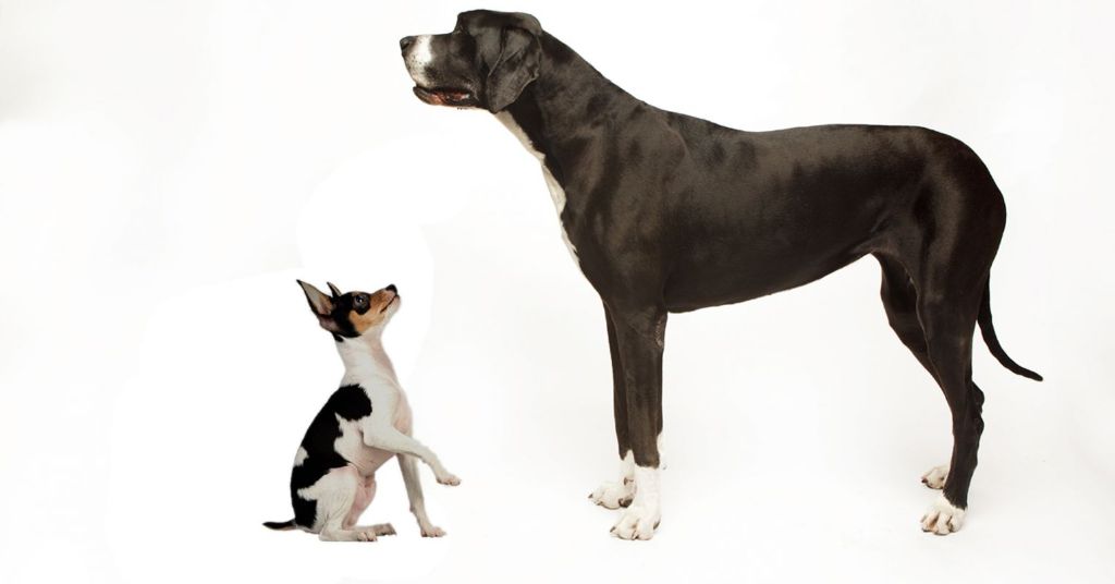 a small dog looking up at a large dog