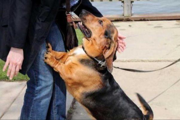 a small dog yipping excitedly when it sees its owner