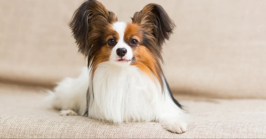 a small papillon jumping very high next to a ruler