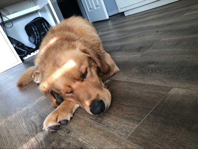 a small rug placed under a dog food and water bowl on luxury vinyl flooring.